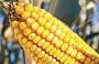  Genetically modified corn 