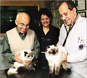  Veterinary examines cats 