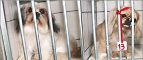  Caged dogs 