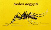 A. aegypti