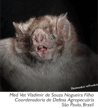 Desmodus rotundus (murciélago vampiro)